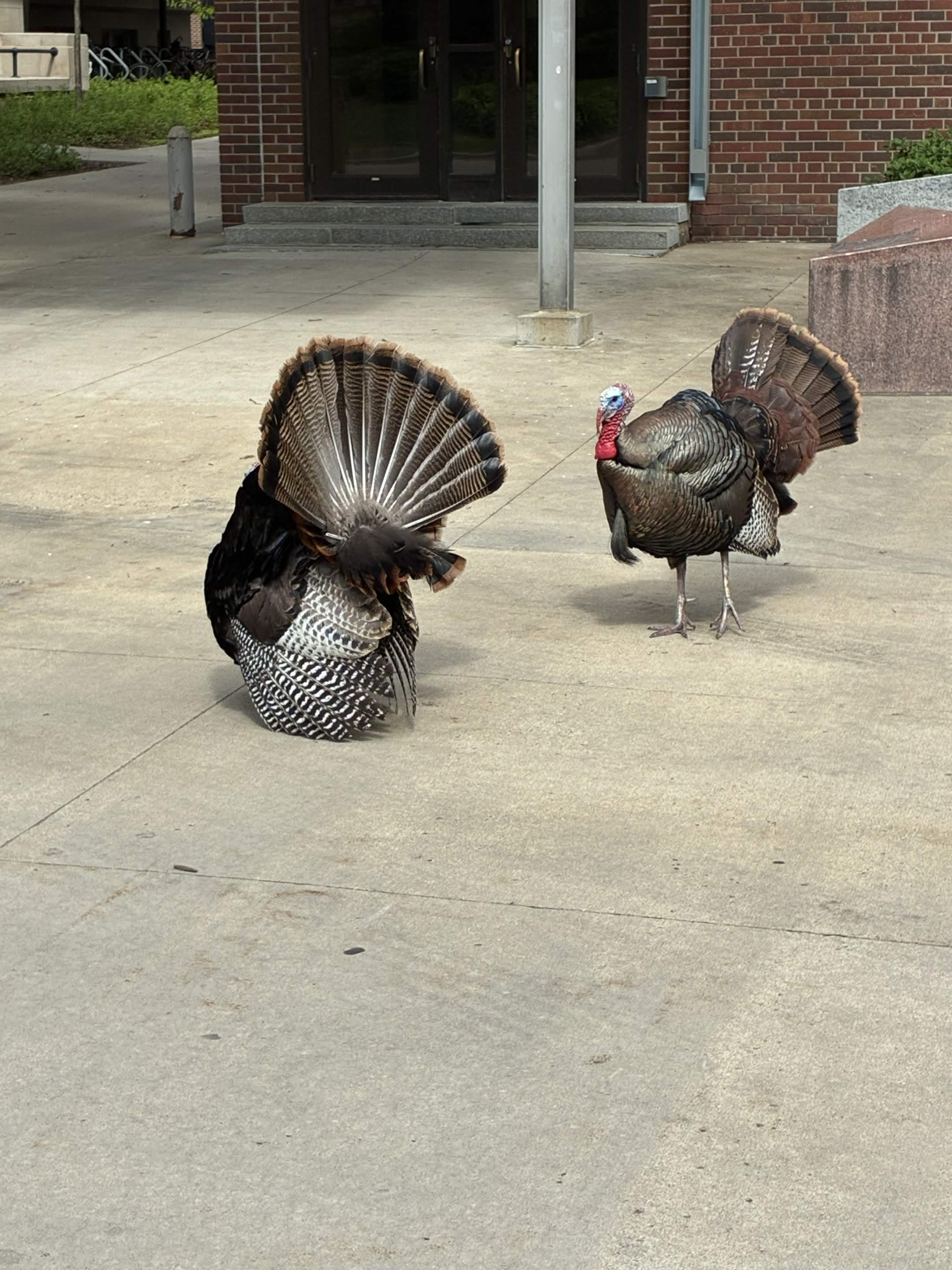 (超大隻的火雞)